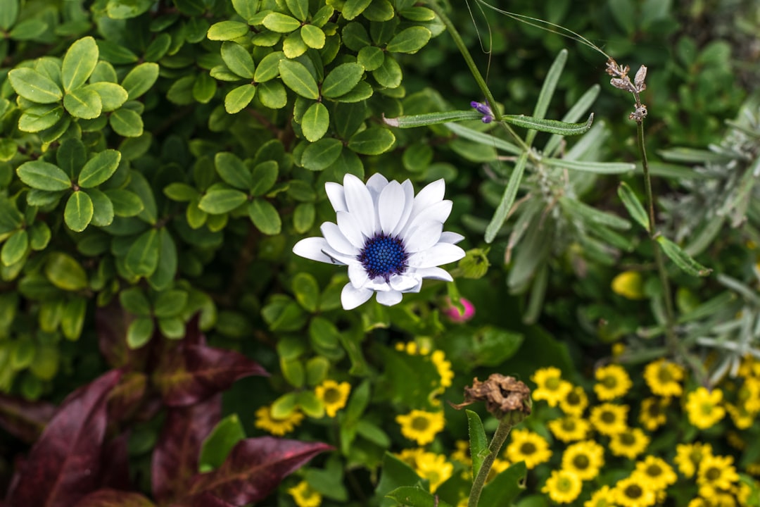Photo potted garden flowers