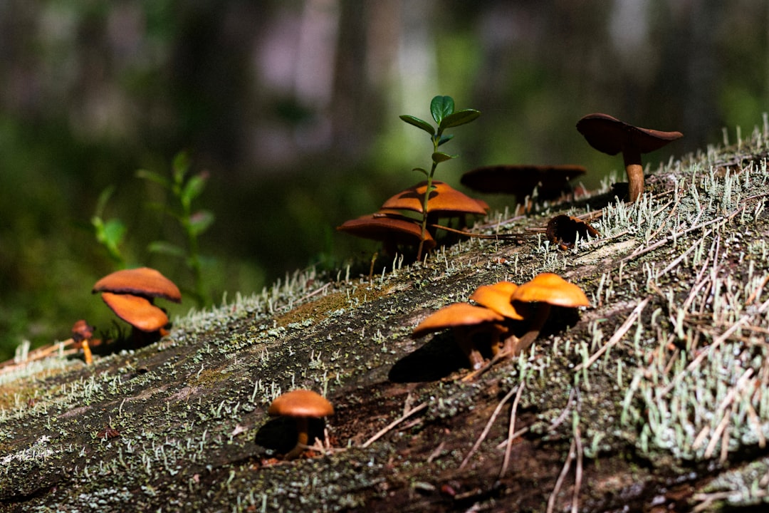 Photo mushroom picking